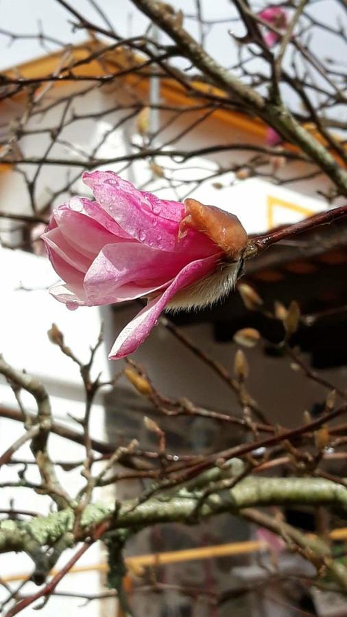 Magnolias Cottage โลซา ภายนอก รูปภาพ